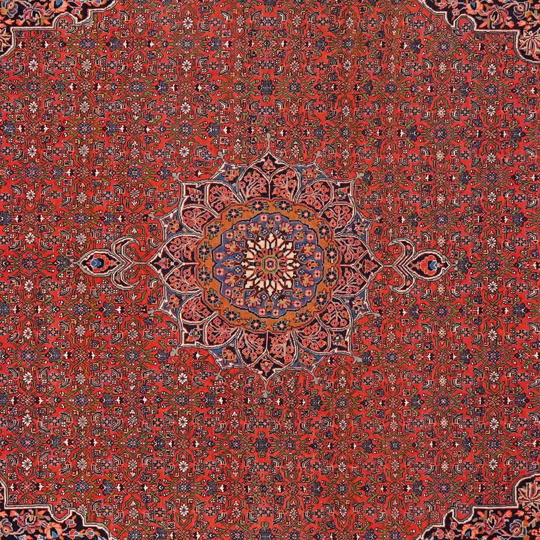 Bidjar — Hand-knotted, 212x313 cm, Red, 100% Virgin Wool | View 4