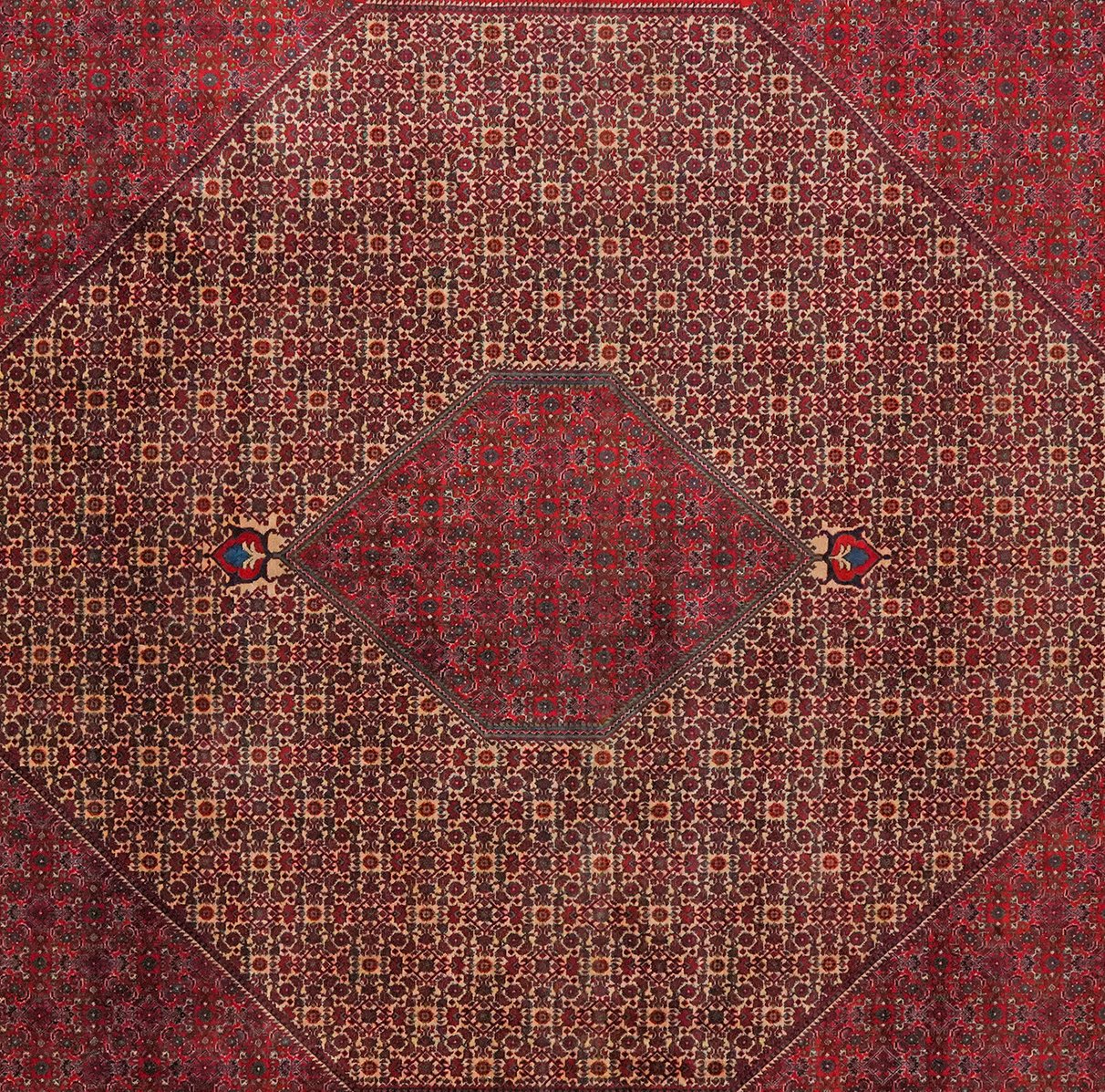 Bidjar — Hand-knotted, 258x337 cm, Beige, 100% Virgin Wool | View 4