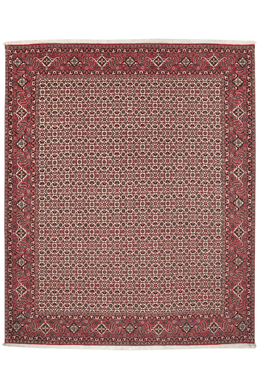 Bidjar — Hand-knotted, 207x248 cm, Beige, 100% Virgin Wool | Main view