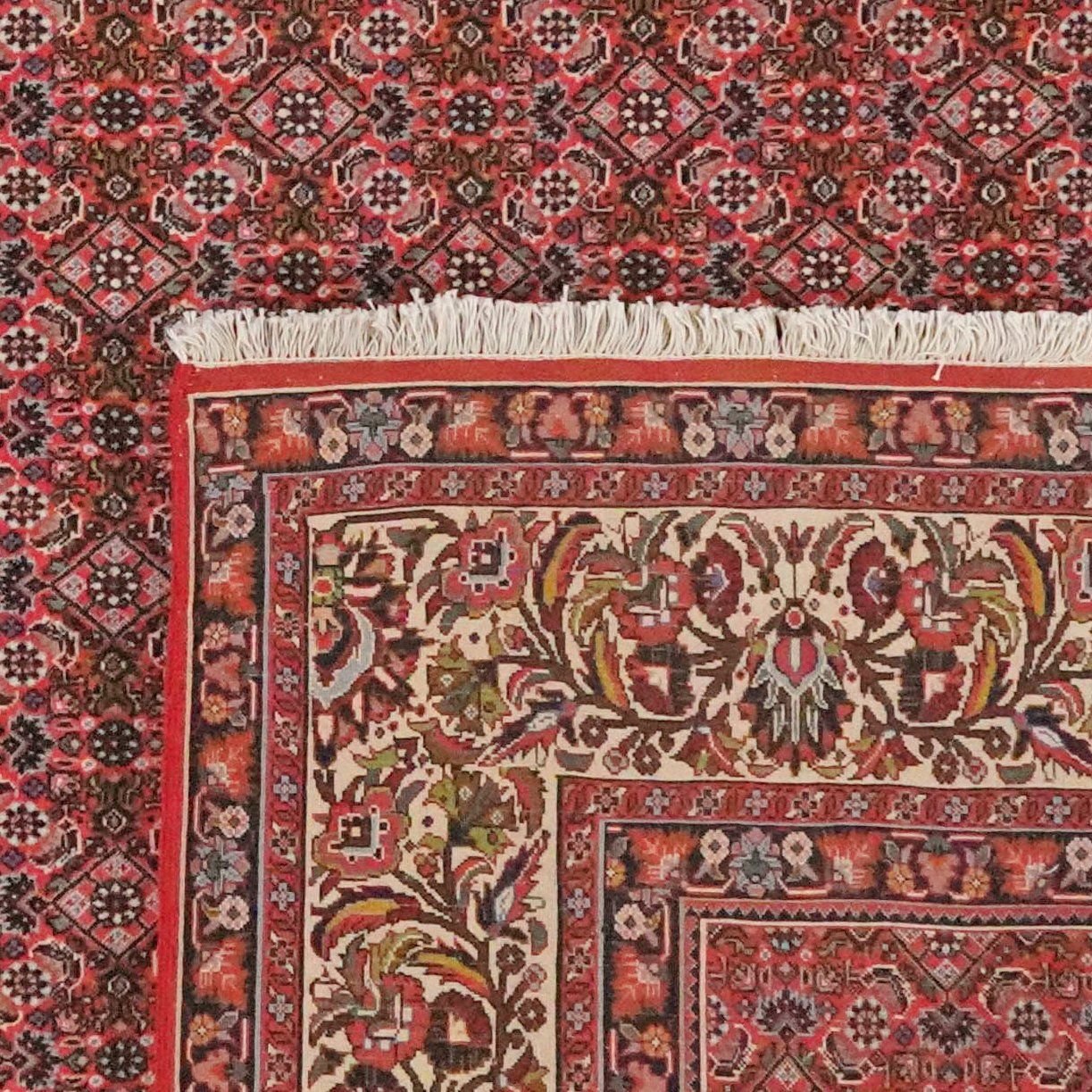 Bidjar — Hand-knotted, 255x303 cm, Red, 100% Virgin Wool | View 6