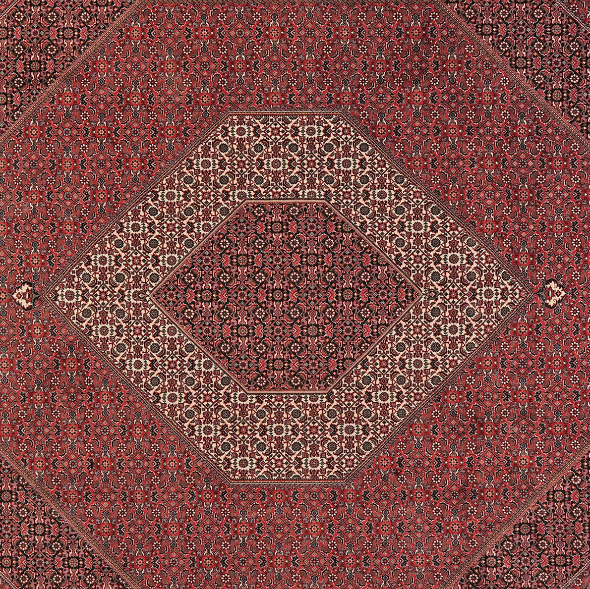 Bidjar — Hand-knotted, 256x311 cm, Red, 100% Virgin Wool | View 4